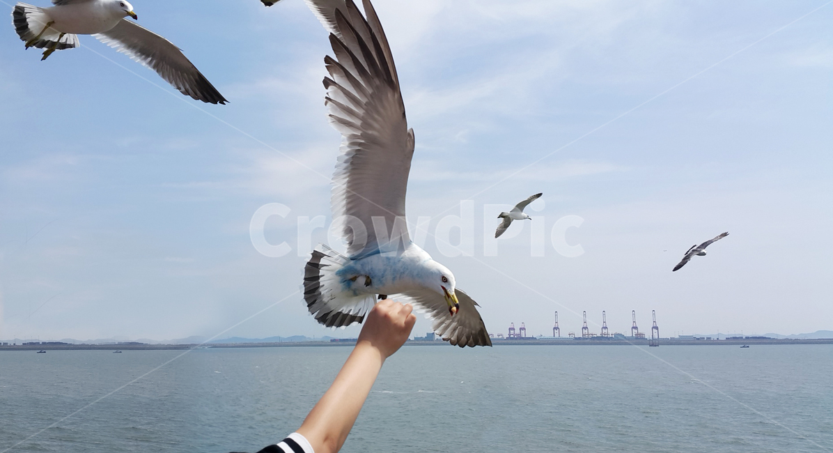 갈매기,하늘,바닷가,새,조류,맑은날,부둣가,월미도,푸른하늘구름,야생,지켜보는,날개,날개짓,seagull,sky,beach,bird,sunnyday,buzzard,wolmi,blueskyclouds,wild,watching,wing,과자,동물,animal,조류,새,birds