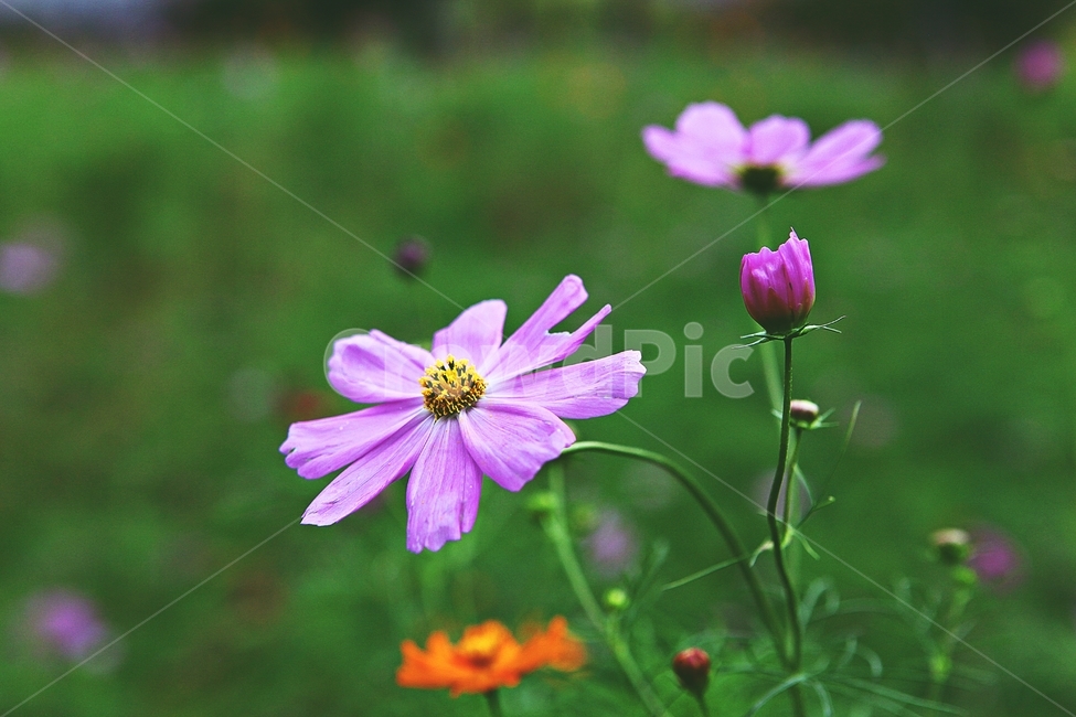 코스모스,꽃,꽃잎,식물,자염,공원,가을,가을꽃,식물,자연,plants,nature,꽃,flower