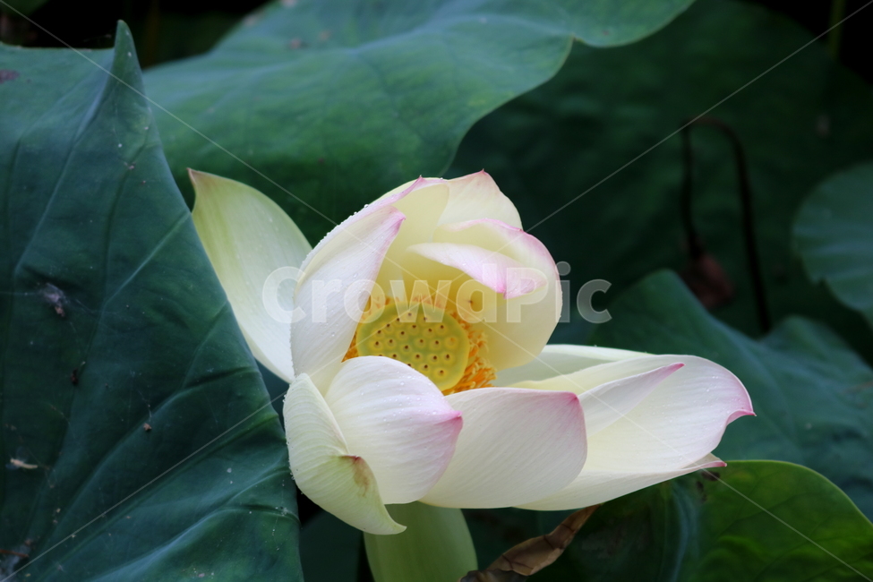수련,연꽃,연잎,식물,수생식물,연,자연,식물,자연,plants,nature,꽃,flower