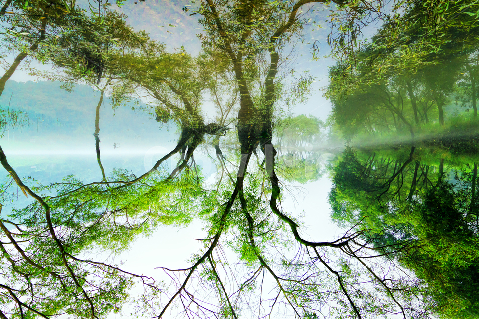 plant,식물,tree,반영,환상,강,나무,데칼코마니,décalcomanie,로하스,자연,풍경,nature,landscape