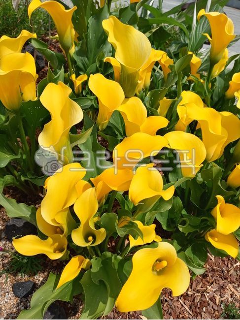 카라꽃,카라,꽃,식물,노란꽃,노란색,강렬한,원색,선명한,아름다운,활짝핀,정원,화단,컬러,색감,색깔,비비드,비비드컬러,flower,blossom,plant,garden,park,yellow,yellowcolor,color,colorful