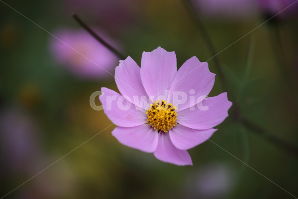 코스모스,꽃,식물,가을꽃,cosmos,가을,계절,fall,autumn,season,식물,자연,plants,nature,꽃,flower,plant
