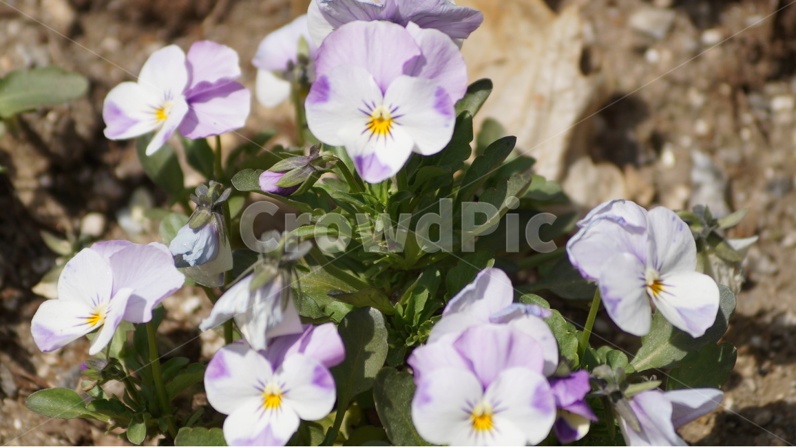 봄꽃,꽃,자연,풍경,야생화,봄,계절,spring,season,식물,자연,plants,nature,꽃,flower,geranium,제라늄,plant,blossom,flax,엷은 황갈색