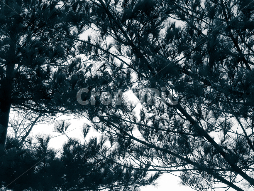 plant,식물,tree,나무,nature,자연,outdoors,옥외,소나무,pine,pinetree,나뭇잎,leaf,branchs,나뭇가지