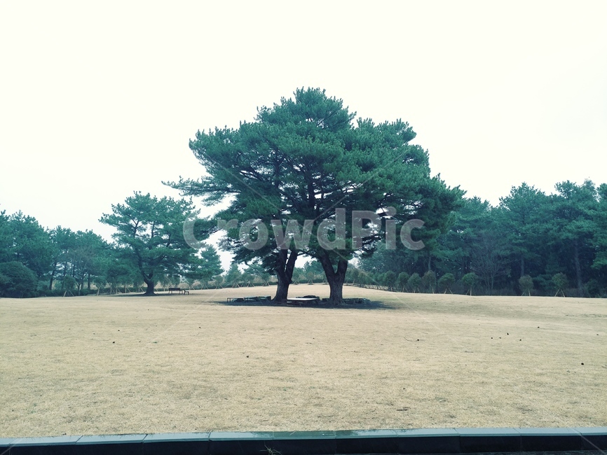 나무,푸른나무,홀로,외로움,쓸쓸함,조용함,고용함,lonely,혼자