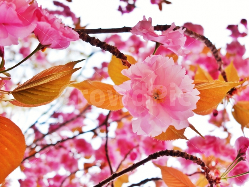 왕벛꽃,봄,4월,꽃놀이,형기,봄,계절,spring,season,식물,자연,plants,nature,꽃,flower,plant,blossom