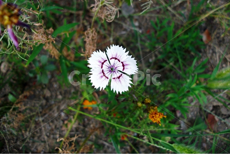 패랭이꽃,꽃,자연,식물,flower,dianthussinensis,꽃술,plant,nature,floral