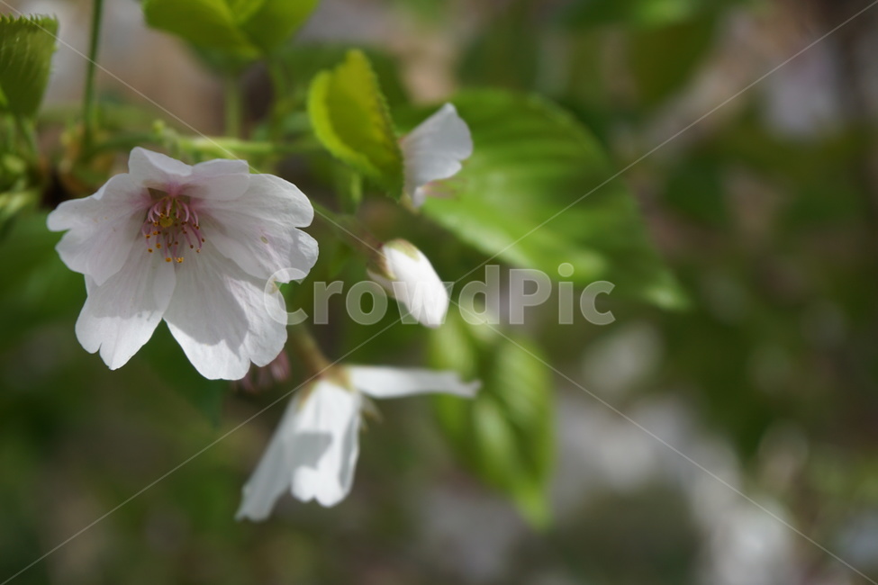 봄,4월,벚꽃,벚꽃나무,녹색,흰색,연분홍,나뭇잎,꽃잎,봄,계절,spring,season,식물,자연,plants,nature,꽃,flower,plant,blossom