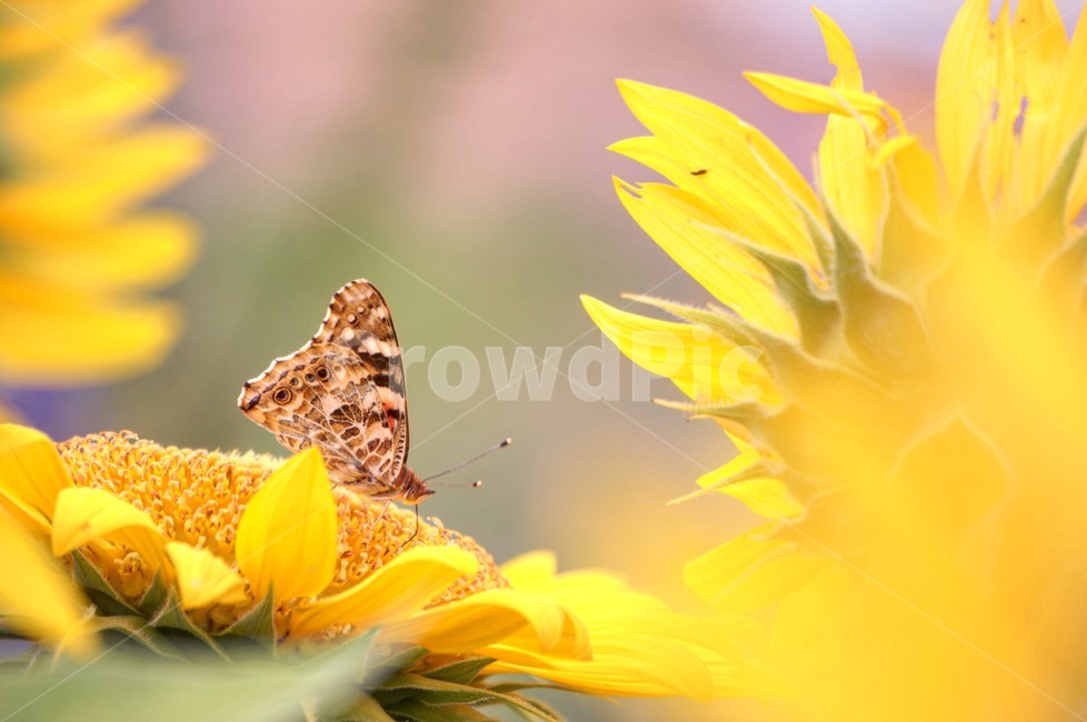 계절,여름,해바라기,나비,꽃,곤충,식물,자연,감성,색감,색깔,노랑,곤충,벌레,insect,bug