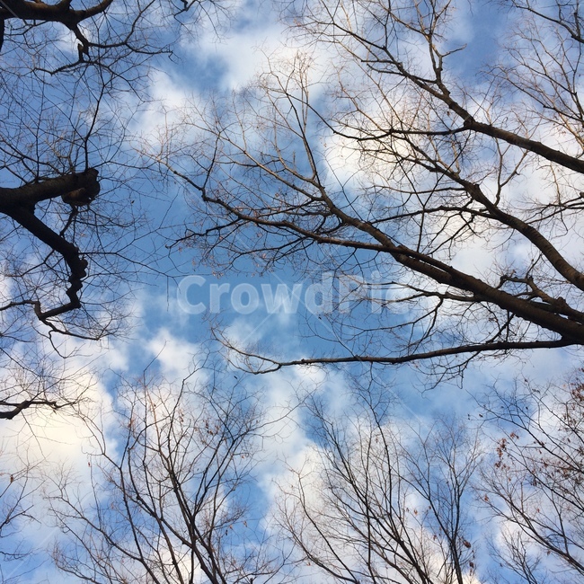 나무,하늘,구름,sky,겨울하늘