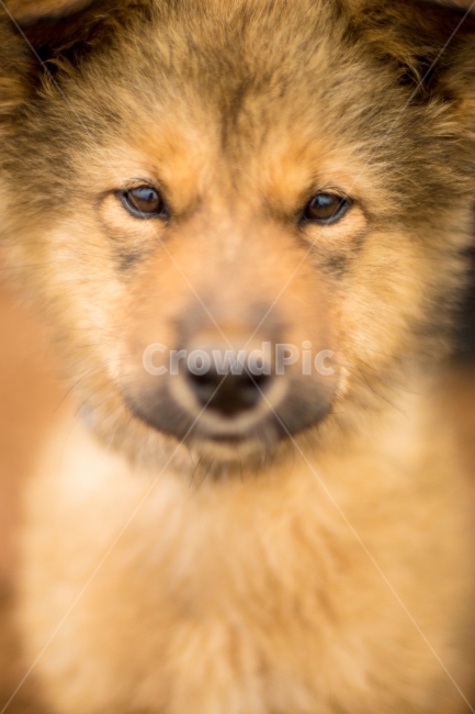 강아지,애견,감성,멍멍이,반려견,동물,animal,포유류,mammal,개,강아지,dog,doggy