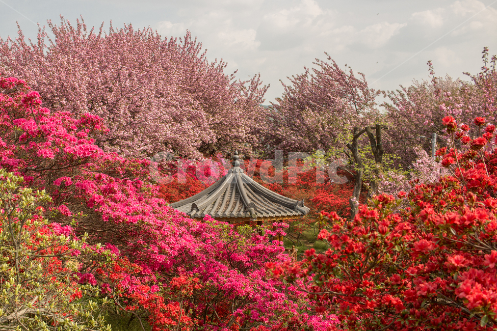 겹벚꽃,철쭉,꽃,풍경,정자,봄,계절,spring,season