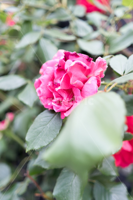 autumn rose,Autumn flower bed flowers,flower bed,nature,red rose,flower,spring,Outfocusing,plants,plant,fall flowers,rose,autumn,park