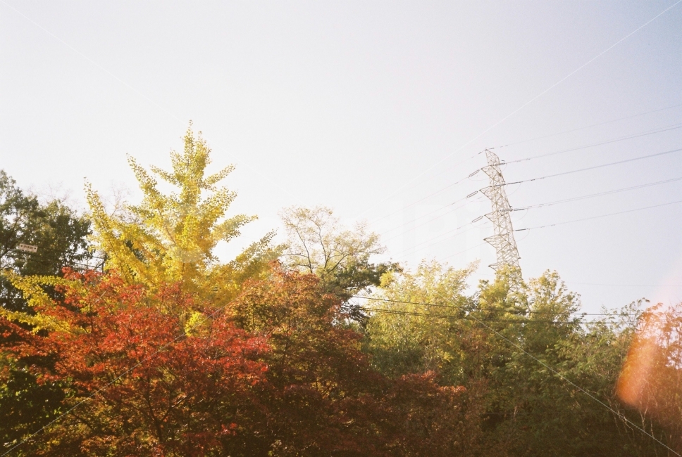 감성,film,가을,단풍,하늘,낙엽,태양,계절,온도,가을,계절,fall,autumn,season,자연,풍경,nature,landscape,감성,sensible,feeling,plant,식물,tree,나무