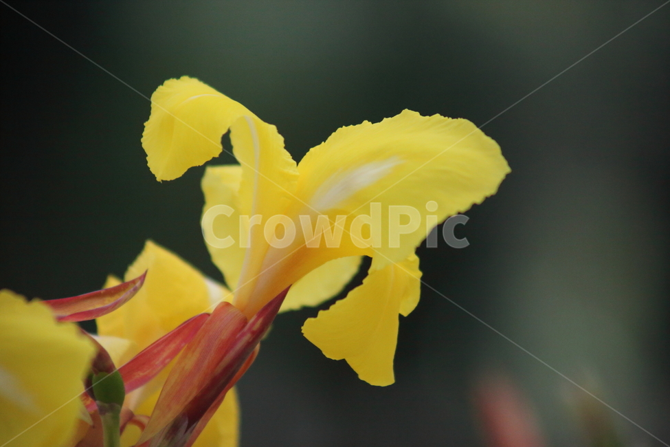 꽃,노랑,온실,flower,yellow,물칸나,칸나