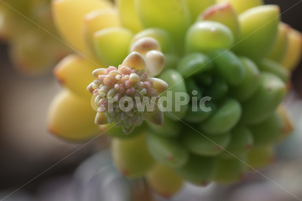 다육,다육식물,꽂,청홍,돌출,식물,자연,plants,nature