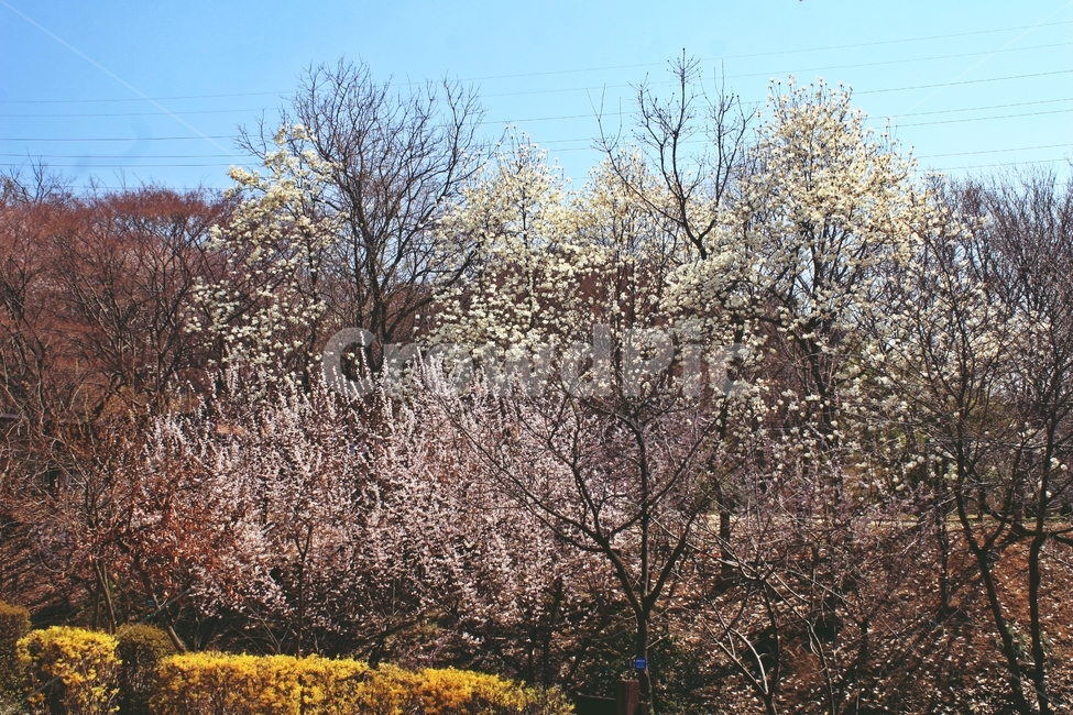 꽃,식물,flower,blossom,plant