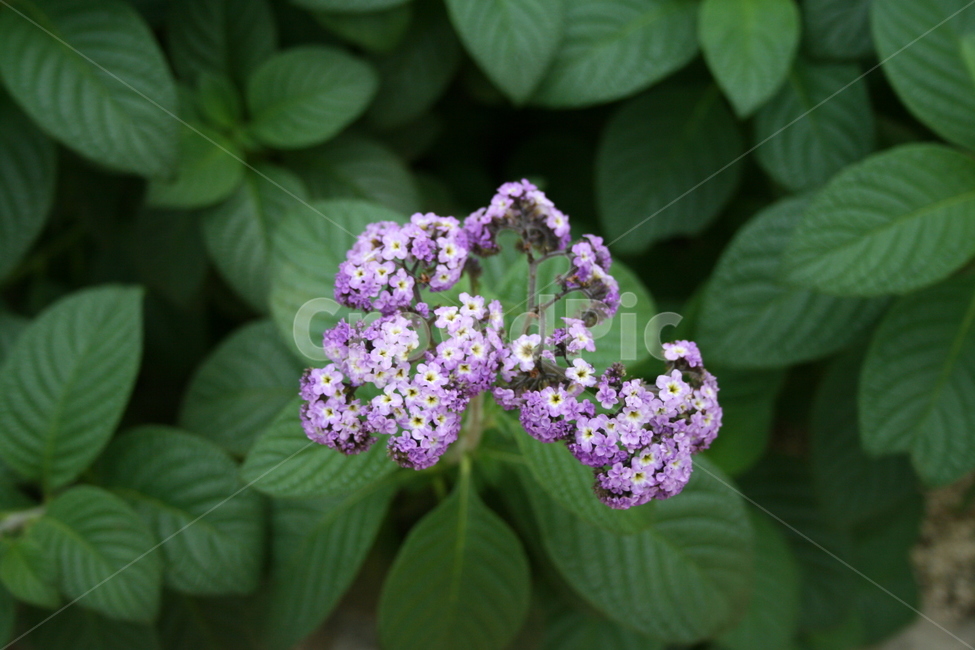꽃,식물,flower,plant,허브,식물,자연,plants,nature,꽃,flower