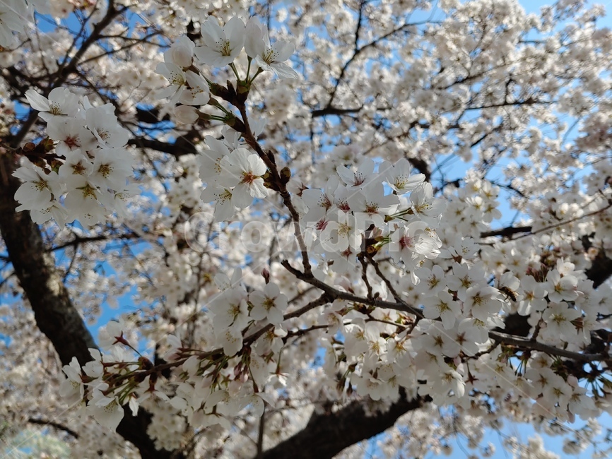 꽃,벚꽃,cherryblossom,봄,바탕화면