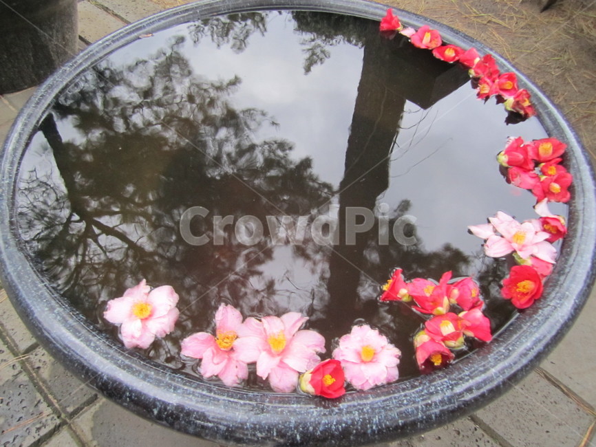 작은연못,동백꽃,제주도,겨울,flower,식물,연못,물,반사,그림자