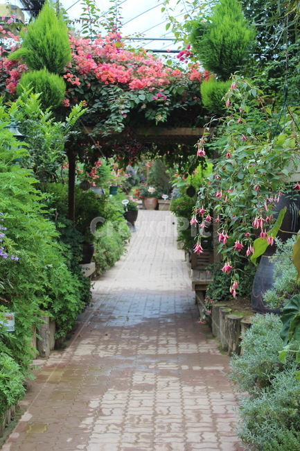 꽃골목,화단길,화단,화원,화원길,수목길,식물,자연,plants,nature