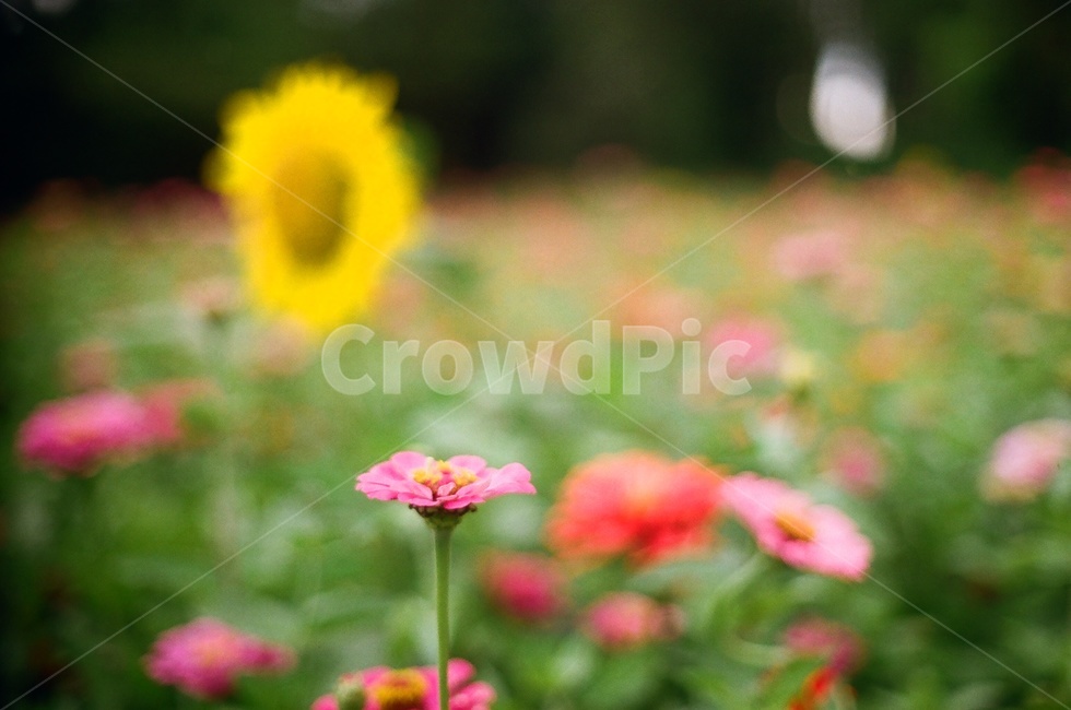 꽃,백일홍,제주,항몽유적지,jeju,flower,해바라기