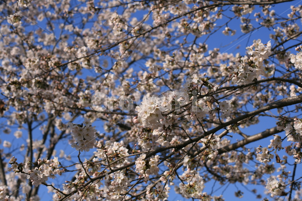 나무,벚꽃,하늘,파란색,푸른,봄,꽃잎,자연,plant,식물,flower,꽃,blossom,식물,자연,plants,nature,꽃,flower
