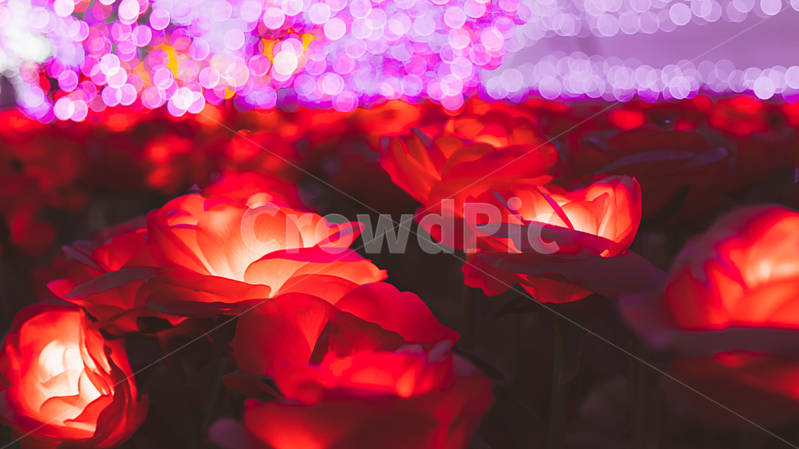 꽃,장미,빛망울,flower,꽃잎,식물,blossom,식물,자연,plants,nature,꽃,flower