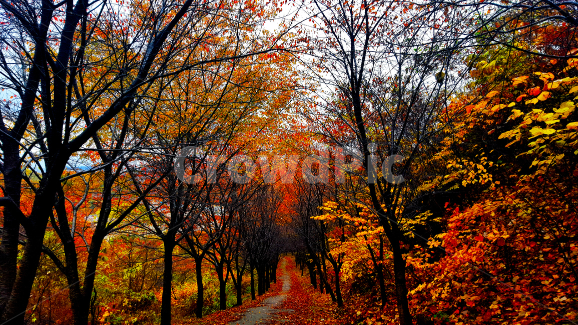 단풍,나무,가을,단풍길,잎,leaf,tree,plant,maple,mapleroad,pathway,가을,계절,fall,autumn,season,자연,풍경,nature,landscape