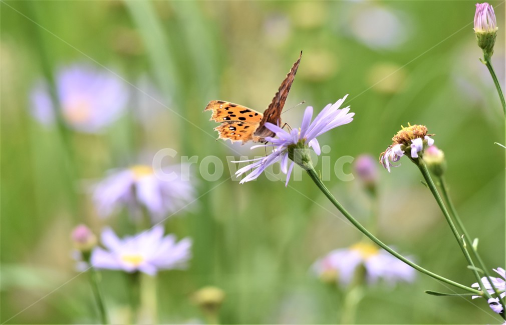 꽃,나비,가을나비,네발나비,국화,쑥부쟁이,식물,자연,plants,nature,꽃,flower,곤충,벌레,insect,bug