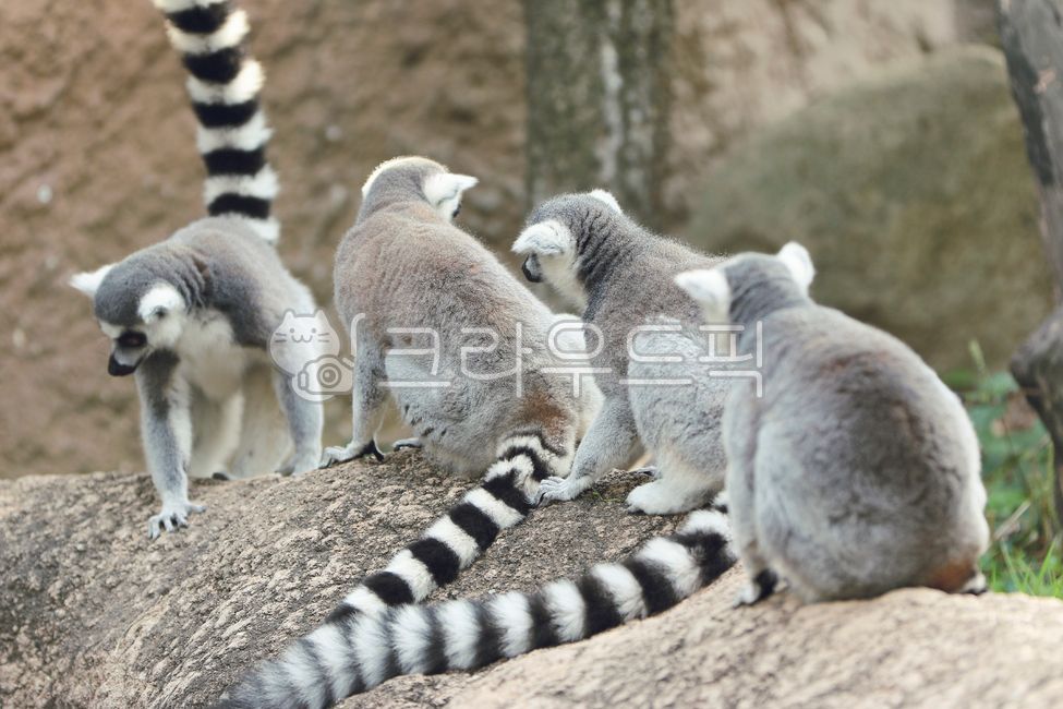 monkey,animal,Ringtailed tree monkey,wild animals