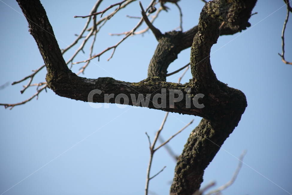 가지,껍질,식물,감나무,persimmon,식물,자연,plants,nature,나무,trees,wood