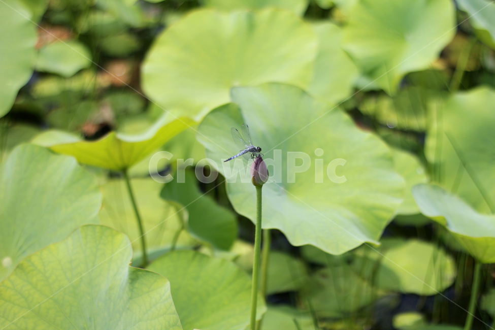 dragonfly,잠자리,insect,곤충,animal,동물,anisoptera,아니소프테라,invertebrate,연잎,연꽃,lotusleaf,leaf,nature,식물,자연,식물,자연,plants,nature