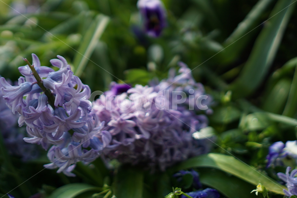 히야신스,히아신스,보라꽃,꽃,식물,정원,봄,가든,식물원,꽃밭,flower,tulip,plant,garden,green,초록이,보라색꽃,hyacinth,blossom