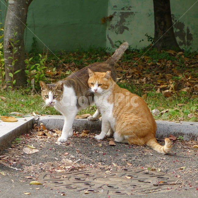 고양이두마리,사이좋은친구,고양이,귀여운고양이,고양이표정,동물,animal,포유류,mammal,고양이,cat,kitten,kitty