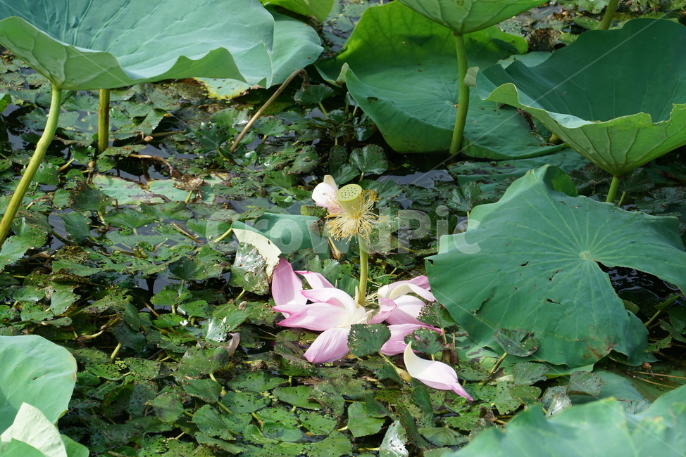 연꽃,수초,수생식물,수련과,lotus,plant,식물,flower,blossom,꽃,식물,자연,plants,nature,꽃,flower