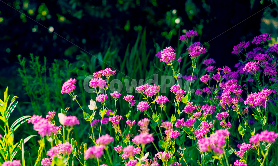 자연,풍경,꽃,식물,감성,식물,자연,plants,nature,꽃,flower,동물,animal,곤충,벌레,insect,bug,감성,sensible,feeling,휴식,힐링,rest,relaxation,healing