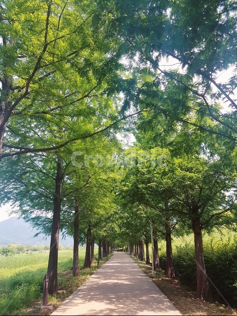 공원,산책길,메타세콰이어,길,하남