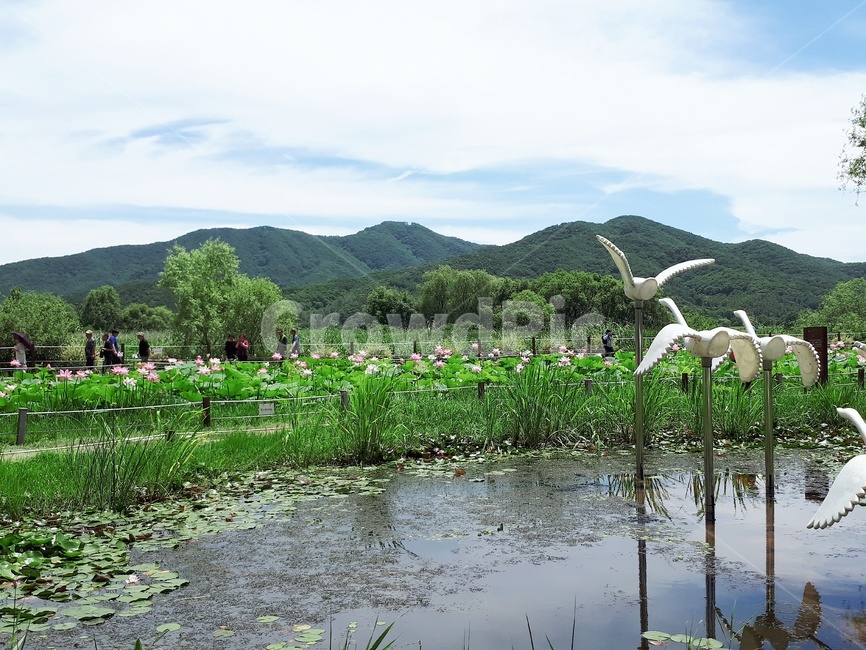 늪,연꽃,연꽃밭,구름,산,물,강,자연,나무,자연,풍경,nature,landscape,bird,새,animal,동물,waterfowl,물새,land,땅,outdoors,옥외