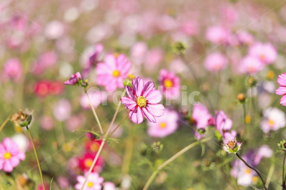 감성사진,코스모스,꽃,가을,들판,가을,계절,fall,autumn,season,식물,자연,plants,nature,꽃,flower,plant,blossom,petal,꽃잎