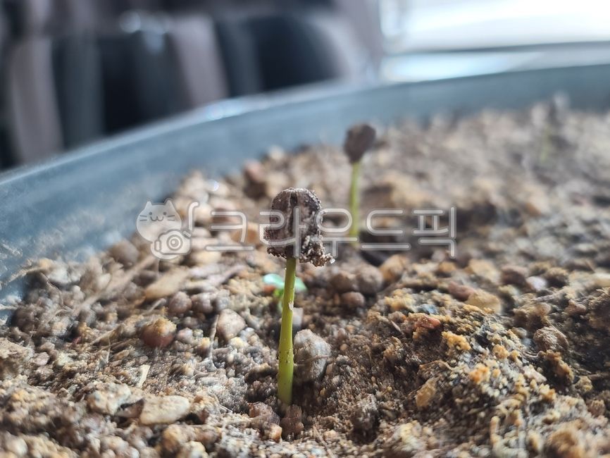 fungus,진균류,커피,커피나무,커피묘목,커피콩,새싹