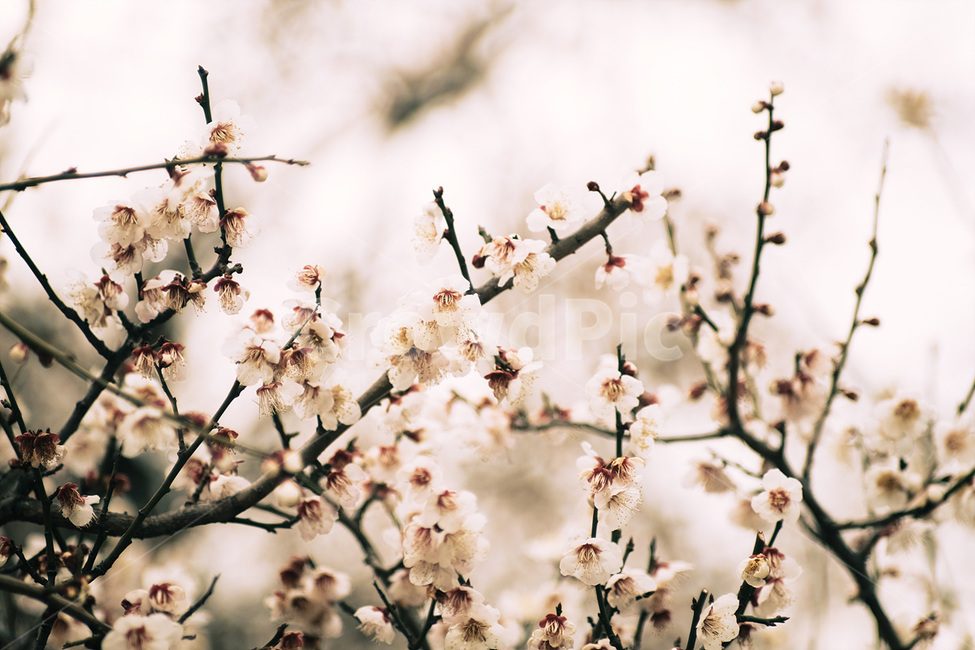 자연,매화,꽃,봄,매화꽃,spring,flower,nature,식물,plant,봄,계절,spring,season,식물,자연,plants,nature,꽃,flower,blossom