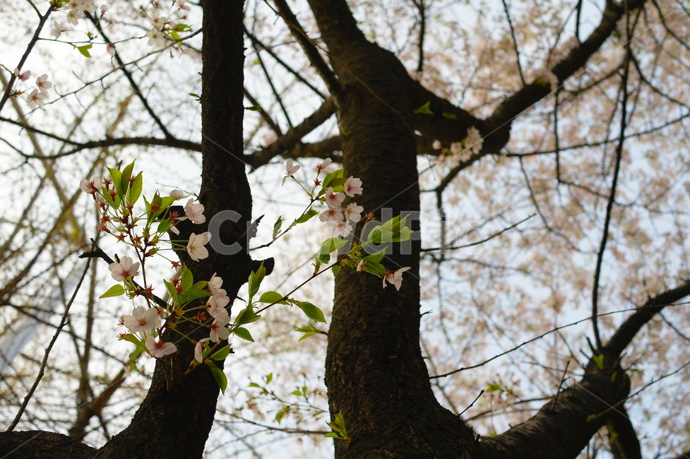 꽃,벚꽃,벚꽃축제,나무,flower,cherryblossom