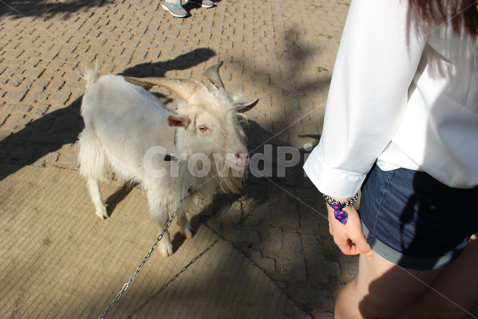 human,인간,person,사람,염소,goat,새끼염소,뿔,동물,동물,animal,포유류,mammal