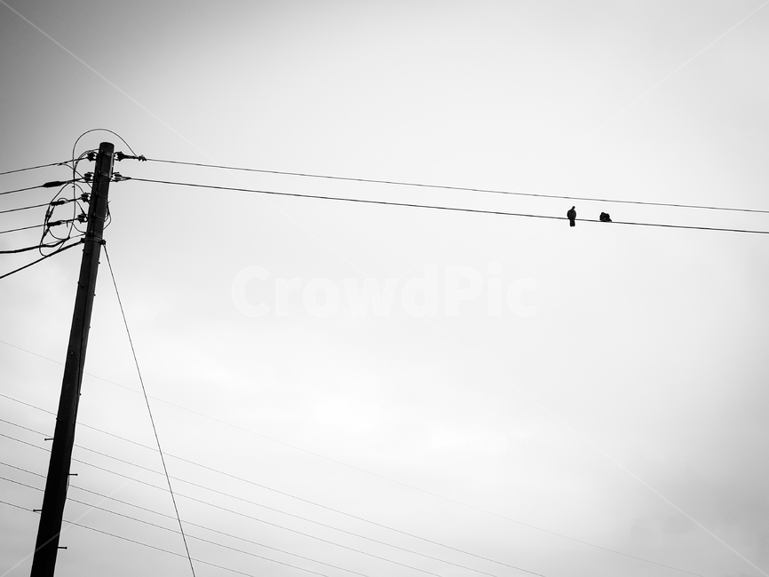 전깃줄,새,하늘,새들,흑백,흑백사진,감성,감성사진,사색,풍경,birds,자연,powerline,cloud,sky,skyscape,bnw,blackandwhite,nature,emotional,senstive,couple