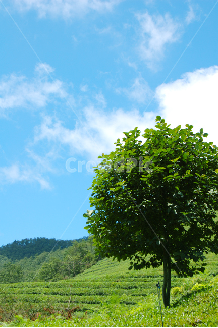 녹차밭,나무,초록,하늘,구름,자연,풍경,nature,landscape,식물,plants,나무,trees,wood,tree,plant