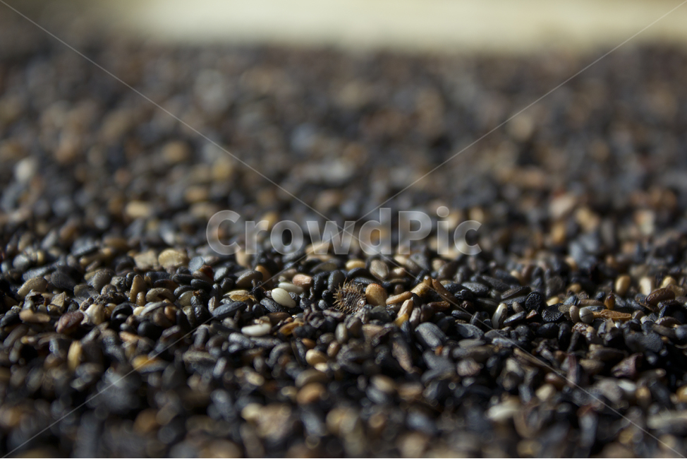 closeup,dry,dummy,food,grain,macro,meal,natural,nature,organic,plant,seed,seeds,sesame,sesameseed,sesameseeds,깨,참깨,곡식,곡류,음식,음식재료,식재료,식물,씨앗,씨,말린,말리는,건조,자연,클로즈업,깨소금,농작물,농촌,농사,검정,블랙,검은색,black,검은깨,아웃포커스,포커스아웃,블러,곡류,곡식,cereals