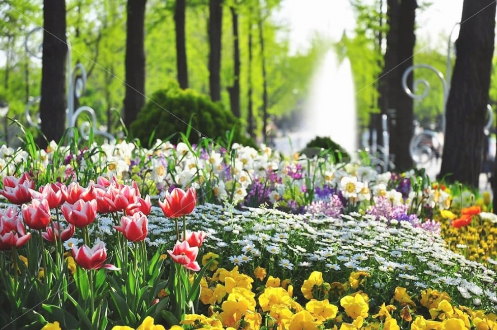 어린이대공원,꽃,꽃밭,봄,분수,광진구,나무,꽃잎,색깔,childrensgrandpark,flowers,flowergarden,spring,season,fountain,trees,colorful,봄,계절,spring,season,휴식,힐링,rest,relaxation,healing,식물,자연,plants,nature,꽃,flower,plant
