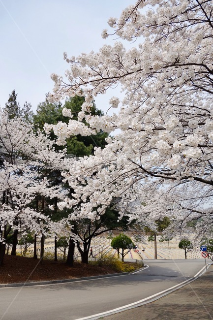 벚꽃,벚꽃가지,꽃놀이,봄,꽃,꽃잎,감성,설레임,청순,벚꽃나무,식물,plant,blossom,flower,cherryblossom,spring
