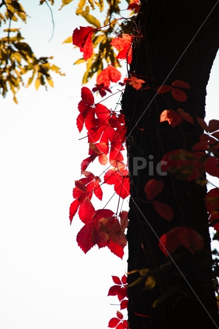 가을,낙엽,햇살,기생,동거,자연색,자연빛,식물,자연,plants,nature,가을,계절,fall,autumn,season,plant,leaf,잎,tree,나무
